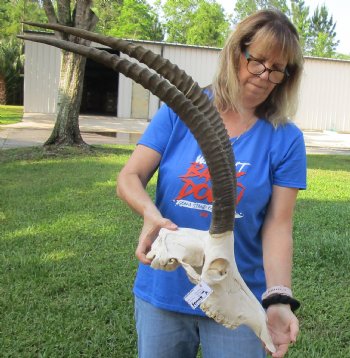 African Female Sable Skull with 30 and 31 inches Horns for Sale - Buy this one for $199.99