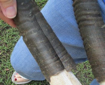 African Female Sable Skull with 30 and 31 inches Horns for Sale - Buy this one for $199.99