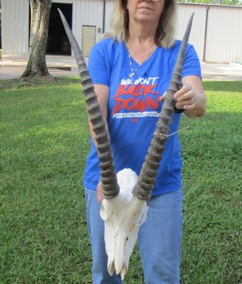 <font color=red> Grade B </font> African Male Sable Skull with 29 inches Horns for Sale - Buy this one for $199.99