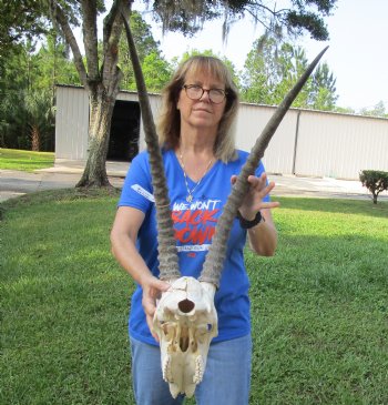 <font color=red> Grade B </font> African Male Sable Skull with 29 inches Horns for Sale - Buy this one for $199.99