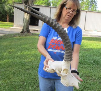 <font color=red> Grade B </font> African Male Sable Skull with 29 inches Horns for Sale - Buy this one for $199.99