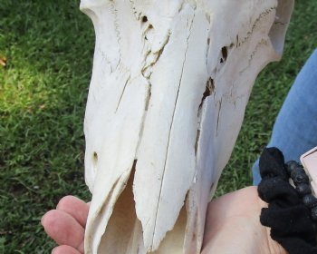 <font color=red> Grade B </font> African Male Sable Skull with 29 inches Horns for Sale - Buy this one for $199.99