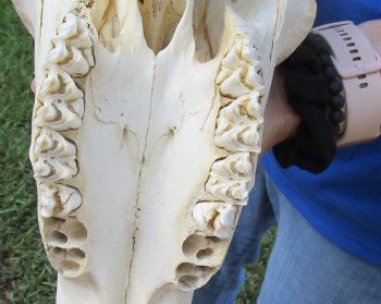 <font color=red> Grade B </font> African Male Sable Skull with 29 inches Horns for Sale - Buy this one for $199.99