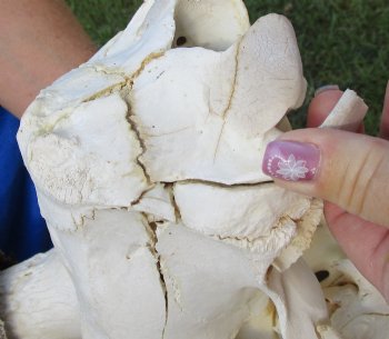 <font color=red> Grade B </font> African Male Sable Skull with 29 inches Horns for Sale - Buy this one for $199.99