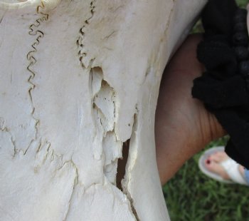 <font color=red> Grade B </font> African Male Sable Skull with 29 inches Horns for Sale - Buy this one for $199.99