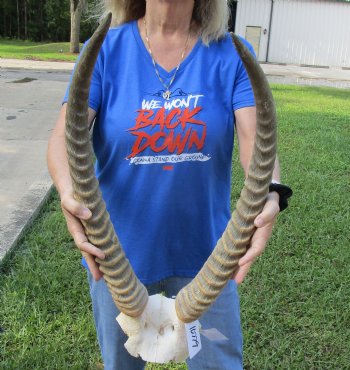 African Waterbuck Skull Plate, Cap with 23-1/2 inches Horns for $119.99