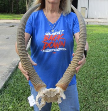 African Waterbuck Skull Plate, Cap with 23-1/2 inches Horns for $119.99