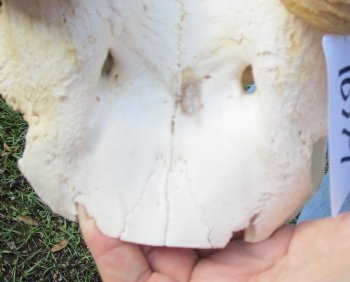 African Waterbuck Skull Plate, Cap with 23-1/2 inches Horns for $119.99