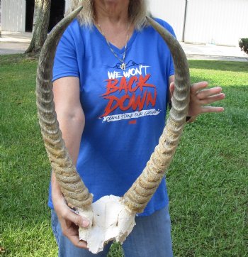 African Waterbuck Skull Plate, Cap with 22-1/2 and 23 inches Horns for $99.99 