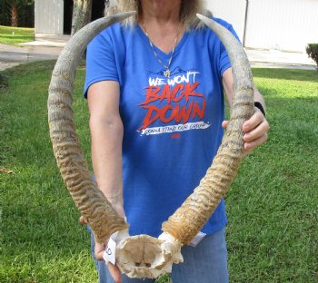 African Waterbuck Skull Plate, Cap with 22-1/2 and 23 inches Horns for $99.99 