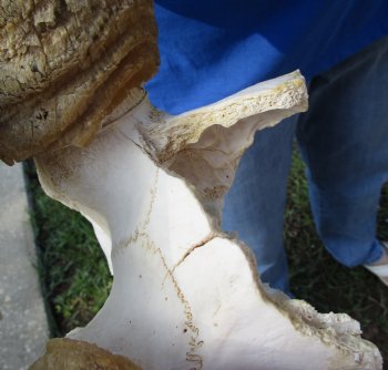 African Waterbuck Skull Plate, Cap with 22-1/2 and 23 inches Horns for $99.99 