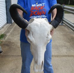 Real Water Buffalo Skull with 17 and 18 inches Horns for $89.99 <font color=red> SALE $69.99</font> 