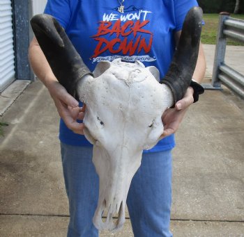 Real Water Buffalo Skull with 17-1/2 and 18-3/4 inches Horns, Grade B for $89.99  <font color=red> SALE $74.99 </font> 