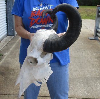 Real Water Buffalo Skull with 17-1/2 and 18-3/4 inches Horns, Grade B for $89.99  <font color=red> SALE $74.99 </font> 