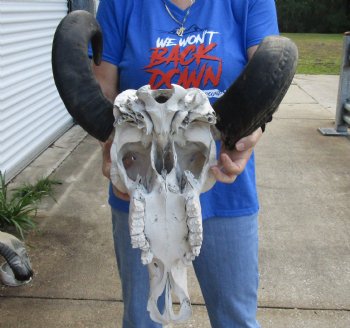 Real Water Buffalo Skull with 17-1/2 and 18-3/4 inches Horns, Grade B for $89.99  <font color=red> SALE $74.99 </font> 