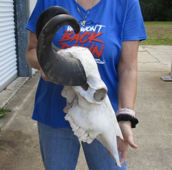 Real Water Buffalo Skull with 17-1/2 and 18-3/4 inches Horns, Grade B for $89.99  <font color=red> SALE $74.99 </font> 