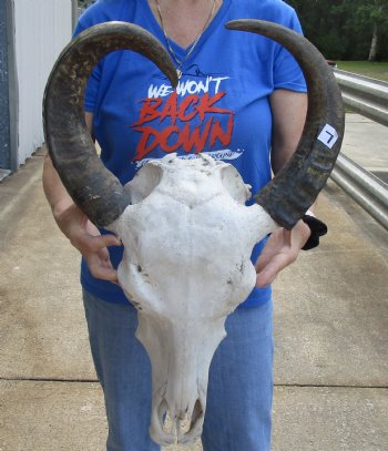 Real Water Buffalo Skull with 18-1/2 and 20-3/4 inches Horns, Grade B for $89.99 <font color=red> SALE $74.99 </font>  