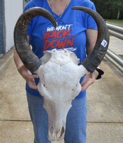 Real Water Buffalo Skull with 18-1/2 and 20-3/4 inches Horns, Grade B for $89.99  <font color=red> SALE $69.99</font>