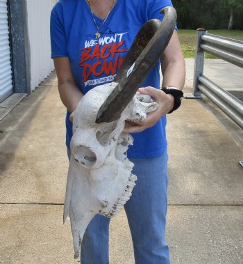 Real Water Buffalo Skull with 18-1/2 and 20-3/4 inches Horns, Grade B for $89.99 <font color=red> SALE $74.99 </font>  