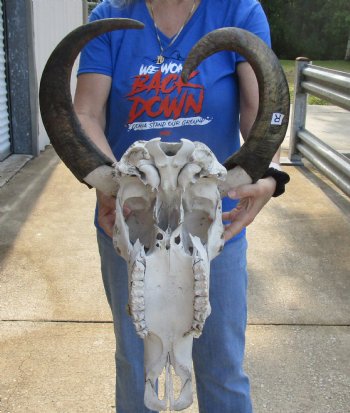 Real Water Buffalo Skull with 18-1/2 and 20-3/4 inches Horns, Grade B for $89.99 <font color=red> SALE $74.99 </font>  