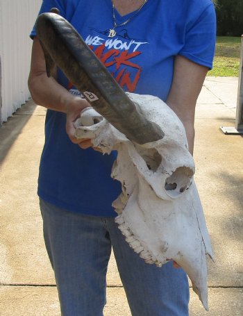 Real Water Buffalo Skull with 18-1/2 and 20-3/4 inches Horns, Grade B for $89.99 <font color=red> SALE $74.99 </font>  