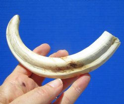 8-1/4 inches Warthog Tusk for Sale (6-1/4 inches Solid) for $34.99