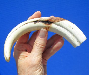 8-1/4 inches Warthog Tusk for Sale (6-1/4 inches Solid) for $34.99