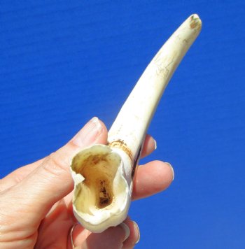 8-1/4 inches Warthog Tusk for Sale (6-1/4 inches Solid) for $34.99