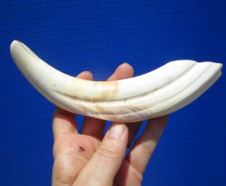 8 inches Warthog Tusk for Sale (5-1/4 inches Solid) for $34.99