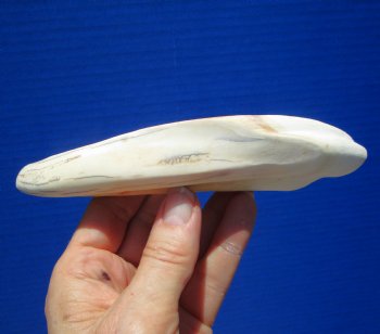 8 inches Warthog Tusk for Sale (5-1/4 inches Solid) for $34.99