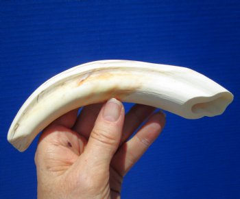 8 inches Warthog Tusk for Sale (5-1/4 inches Solid) for $34.99