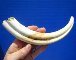 8-1/4 inches Warthog Tusk for Sale (4-1/2 inches Solid) for $34.99