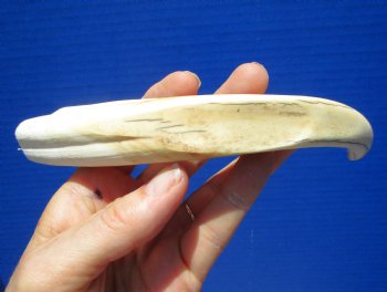 8-7/8 inches Warthog Tusk for Sale (5-7/8 inches Solid) for $34.99