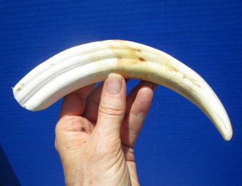 8-7/8 inches Warthog Tusk for Sale (5-7/8 inches Solid) for $34.99