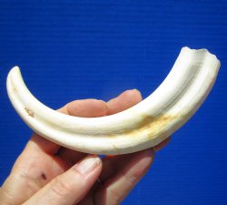8-1/4 inches Warthog Tusk for Sale (5 inches Solid) for $34.99