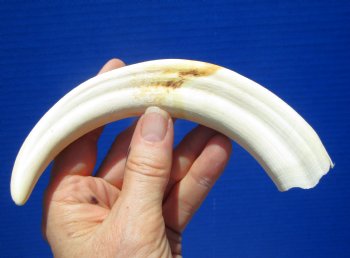 8-1/4 inches Warthog Tusk for Sale (5 inches Solid) for $34.99