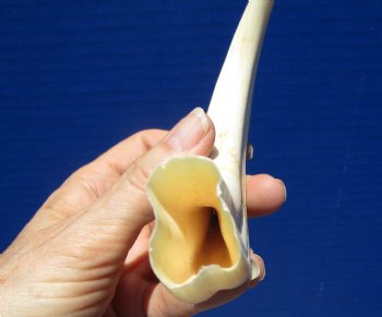 8-1/4 inches Warthog Tusk for Sale (5 inches Solid) for $34.99