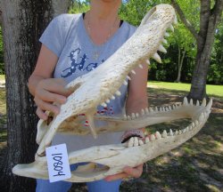 18 inches Florida Alligator Skull from a 10 foot Gator, <font color=red> Extra Large</font> Grade B with Slits, Missing Bone, Mismatched Teeth - Buy for  $99.99