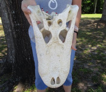 20 inches Grade B Extra Large Florida Alligator Top Skull (no bottom jaw, missing some bone) for $64.99