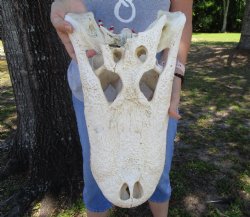 20 inches Grade B Extra Large Florida Alligator Top Skull (no bottom jaw, missing some bone) for $64.99