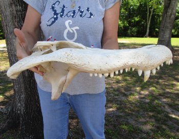 20 inches Grade B Extra Large Florida Alligator Top Skull (no bottom jaw, missing some bone) for $64.99