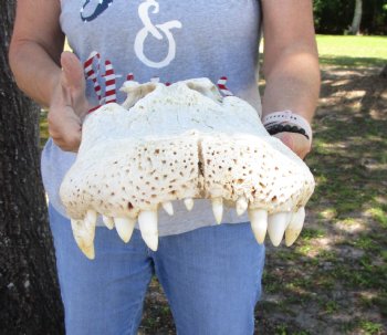 20 inches Grade B Extra Large Florida Alligator Top Skull (no bottom jaw, missing some bone) for $64.99