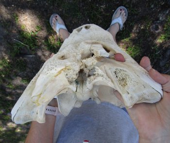 20 inches Grade B Extra Large Florida Alligator Top Skull (no bottom jaw, missing some bone) for $64.99