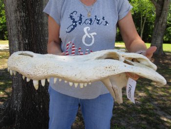 20 inches Grade B Extra Large Florida Alligator Top Skull (no bottom jaw, missing some bone) for $64.99