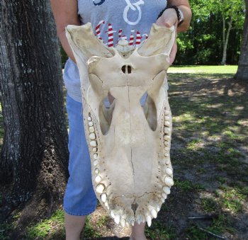 20 inches Grade B Extra Large Florida Alligator Top Skull (no bottom jaw, missing some bone) for $64.99