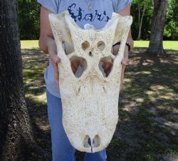 20 inches Florida Alligator Top Skull Grade B, Extra Large (no bottom jaw, hole in skull) for $74.99
