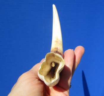 9-3/4 inches Large Warthog Tusk, Ivory for Carving, 5.7 ounces, <font color=red> 6-3/4 inches Solid</font> - Buy for $44.99