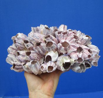 10 inches Large Purple Barnacle Cluster for Sale for $19.99