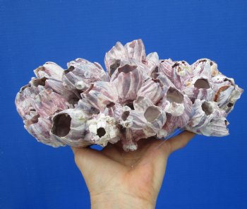 10-1/2 inches Large Purple Barnacle Cluster for Sale for $19.99