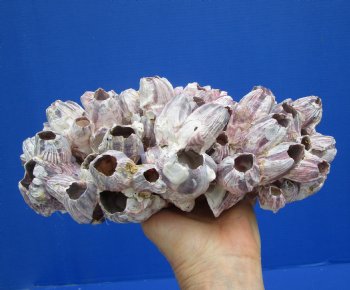 11 inches Large Purple Barnacle Cluster for Sale for $19.99